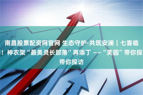 南昌股票配资网官网 生态守护·共筑安澜｜七喜临门！神农架“最美灵长部落”再添丁 ——“芙圆”带你探访